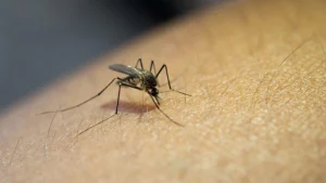 Mosquito bite